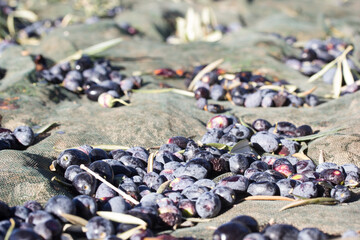 Aceitunas reci&eacute;n cosechadas sobre red de recolecci&oacute;n en olivar