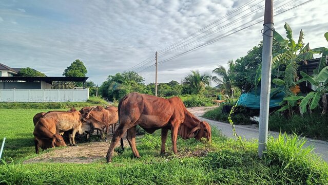 Cattle Grazing on Green Pasture in Rural Thailand
A group of brown cattle grazing on green grass in a rural countryside area of Thailand. - Powered by Adobe