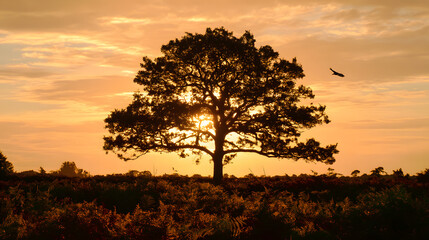 Obraz premium Sunset Sky