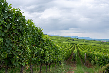 Alsatian vineyards stretching across Grand Est landscape