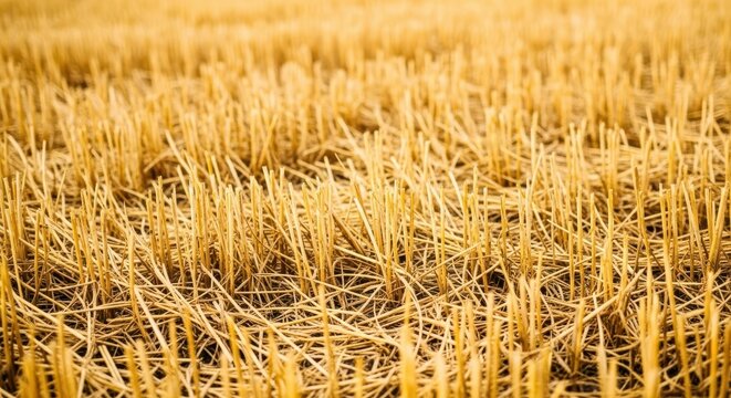 Dry golden wheat stubble remaining after harvest, showing texture of agricultural ground and farm debris, clay, background, soil