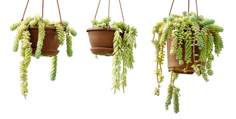 Burro's tail plant isolated