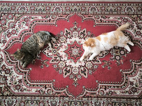 persian cat on a carpet