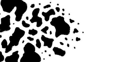 Cow skin black and white spots background on white surface. Cowhide animal print texture. Cattle hide pattern concept for design and print