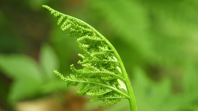 Cinematic Nature: Close-up of Grape Fern Spore Stalks, Wild Fern in Hakkoda Mountains, Japan 秋の訪れ：フユノハナワラビ（冬の花蕨）。胞子を蓄えた穂のクローズアップと、シネマティックな山野草映像 撮影日：20250821-2