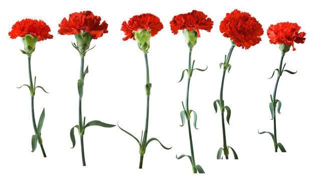 Red carnations are shown in various  with green leaves and stems in focus showing different angles and views isolated on transparent background, PNG file
