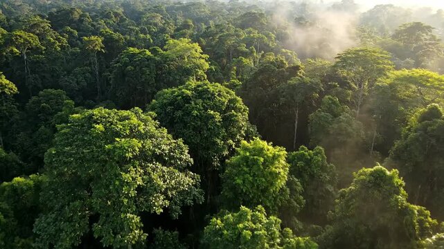 Lush green rainforest canopy with morning mist, showcasing the beauty of nature.