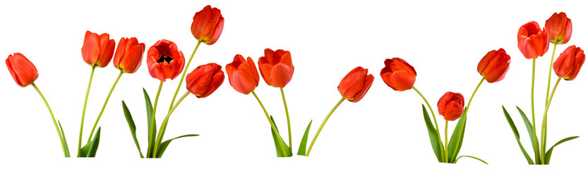 Bright red tulips arranged in different positions  during spring season isolated on transparent background, PNG file  © cooperr