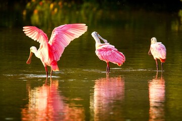 Roseate Spoonbill - (Ajaia ajaja) in water