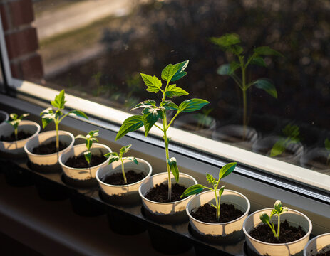 personal growth and success metaphorical photo showing seedlings growing in a window