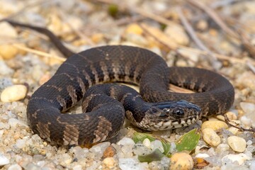 Banded Water Snake (Nerodia fasciata) on the ground
