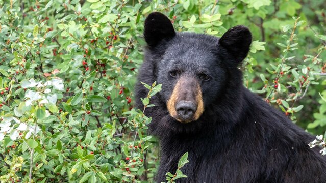 Florida Black Bear - (Ursus americanus floridanus) 