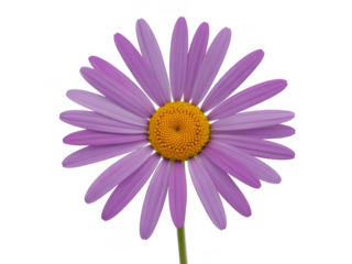 Purple Daisy Flower with Yellow Center petals green stem isolated on a transparent background