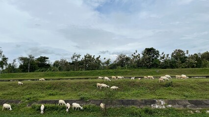 Grazing Herd of Sheep in a Grassy Field