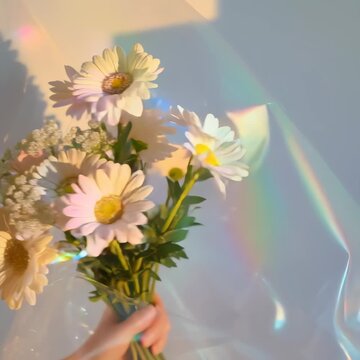 A dreamy, ethereal video concept featuring daisies with rainbow light effects. Captured from a close-up angle, creating a soft, magical atmosphere.