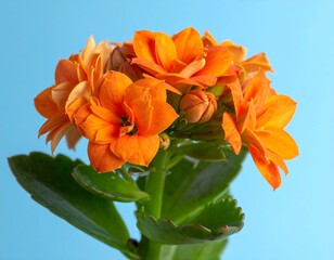 Orange blossom clusters with verdant foliage on a light blue backdrop, offering a vibrant, close-up floral study