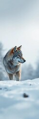 Obraz premium Lone grey wolf observes its snowy surroundings with keen eyes, sanctuary, ancient