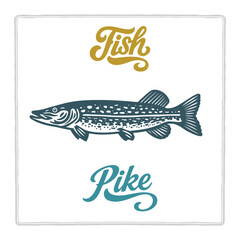Hand drawn Pike fish illustration in vintage engraving style with lettering. Perfect for seafood design, restaurant branding, menus, labels, posters, and packaging. Part of set.
