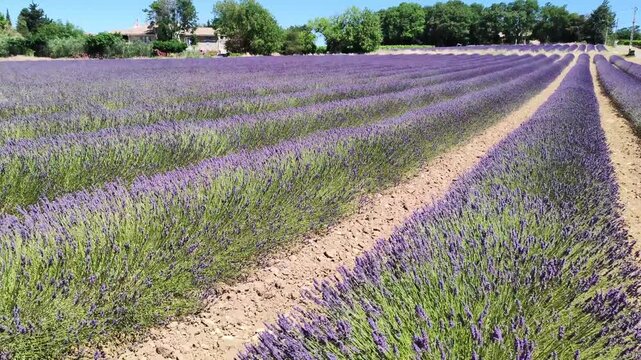 Champ de lavande en fleurs en Provence