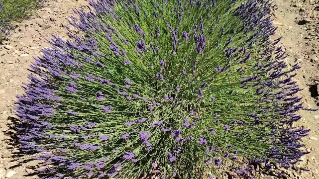 Champ de lavande en fleurs en Provence