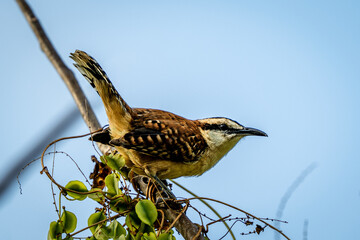The rufous-backed wren, Campylorhynchus capistratus, is a songbird