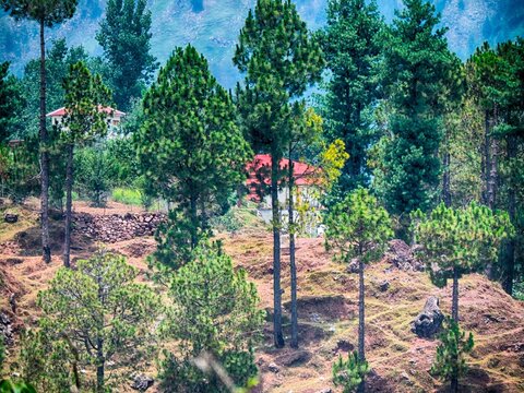 scenic view of the Murree Hills region in Pakistan, a popular hill station known for its lush green forests and cool climate.