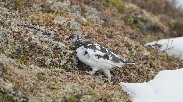 Rock ptarmigan feeds on alpine vegetation beside snow patch in Norwegian mountains