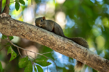 Obraz premium A green squirrel in its natural habitat on a sunny day in a nature park in Thailand