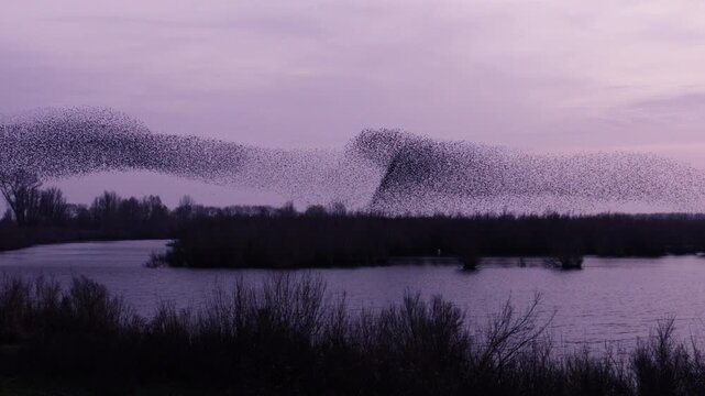 Murmuration of migrating starlings above waterbody in Tiengemeten after sunset