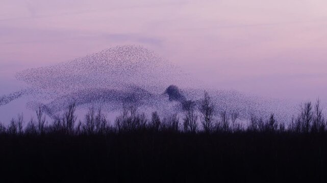 Pulsating and shape-shifting flock of migrating starlings in twilight sky