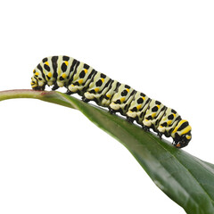 Naklejka premium Caterpillar on green leaf isolated on transparent background