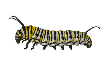 Closeup of striped yellow and black caterpillar isolated
