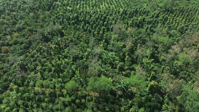 Aerial View of Vast Coffee Plantations in Krong Nang, Dak Lak, Vietnam
the structured rows of coffee trees and intercropped plants characteristic of the Central Highlands.