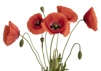 Obraz premium Red poppies with green stems and buds flower buds isolated isolated on a transparent background