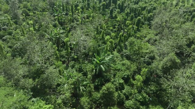 Aerial View of Vast Coffee Plantations in Krong Nang, Dak Lak, Vietnam
the structured rows of coffee trees and intercropped plants characteristic of the Central Highlands.