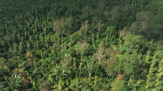 Aerial View of Vast Coffee Plantations in Krong Nang, Dak Lak, Vietnam
the structured rows of coffee trees and intercropped plants characteristic of the Central Highlands.