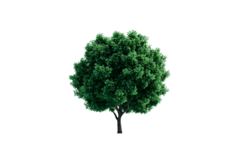 nature tree symbol icon isolated on transparent background