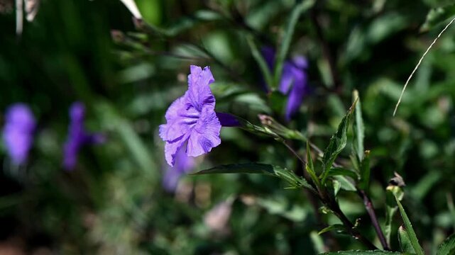 Purple Mexican Petunia Flower Swaying in Wind. Close-Up Botanical Motion, Ruellia simplex