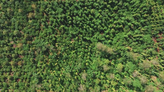 Aerial View of Vast Coffee Plantations in Krong Nang, Dak Lak, Vietnam
the structured rows of coffee trees and intercropped plants characteristic of the Central Highlands.