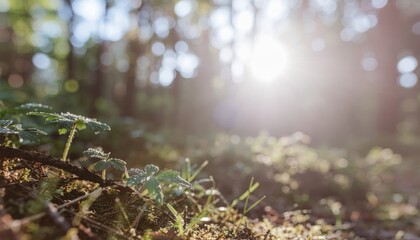 Beautiful sunny morning in green forest 