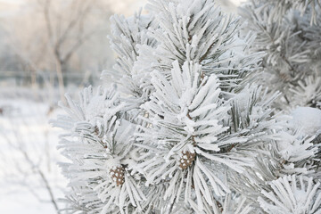 Frost covering a pine branch with cones in severe frost. Macro