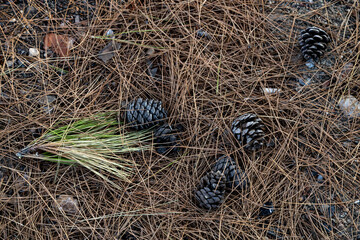 Natural texture of fallen pine cones scattered on a thick layer of dry needles and forest soil. Top view of a coniferous woodland floor in the Mediterranean. October, Antalya region, Turkey.