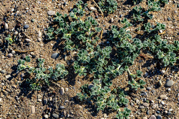 Medicago marina, also known as sea medick, growing on a sandy Mediterranean beach. Coastal succulent plant with silver-green leaves on a pebble shore. October, Antalya region, Konyaalti, Turkey.