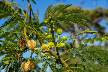 Macro of Leucaena leucocephala, known as white leadtree, with round green flower buds and feathery leaves. Exotic tropical flora in a Mediterranean park. October, Antalya region, Southern Turkey.