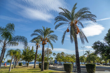 Tall date palms with ripening fruits against a scenic blue sky with altocumulus ripple clouds. Modern park landscape on the Konyaalti embankment. October, Antalya region, Mediterranean, Turkey.