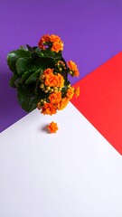 Orange flowers with green leaves are on a white, purple, and red geometric background