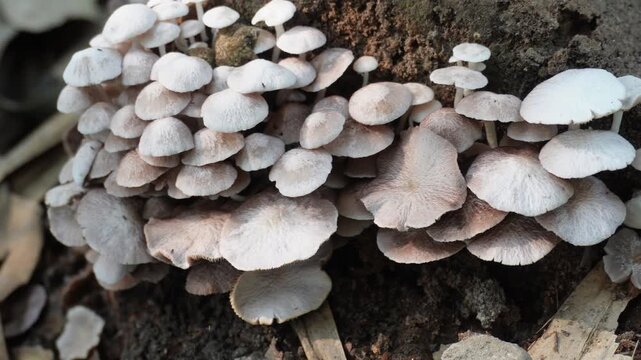 Cluster of wild oyster mushrooms grows on decaying tree trunks or logs
