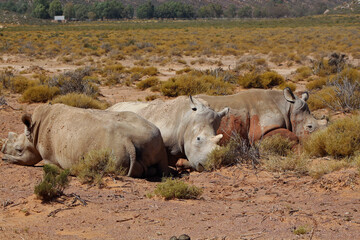 rhino in the savannah © Olena