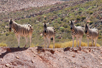 zebras in the savannah