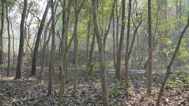 Deciduous forests during the dry season 
